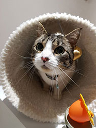 A cat in a toy tunnel